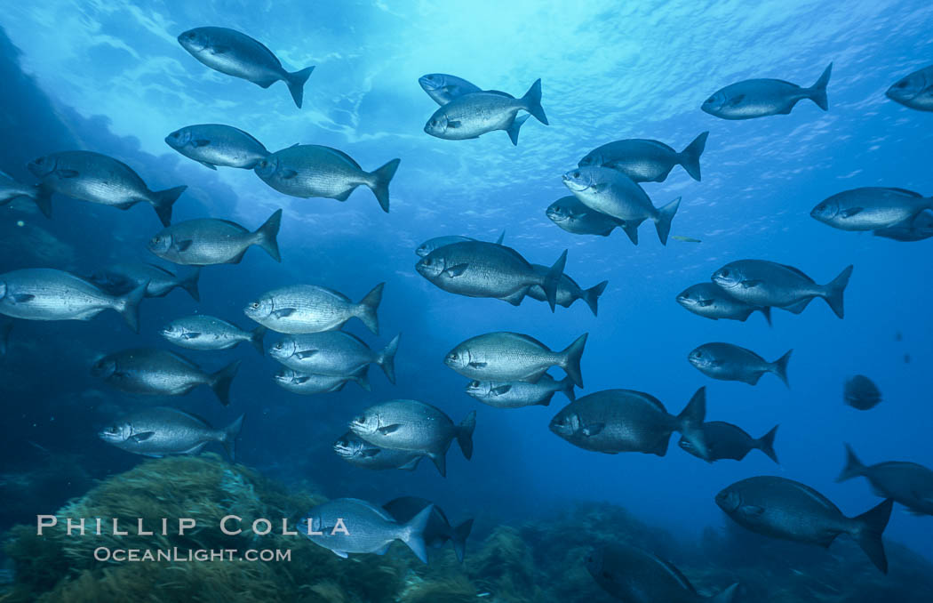 Cortez chubb. Guadalupe Island (Isla Guadalupe), Baja California, Mexico, Kyphosus elegans, natural history stock photograph, photo id 06183