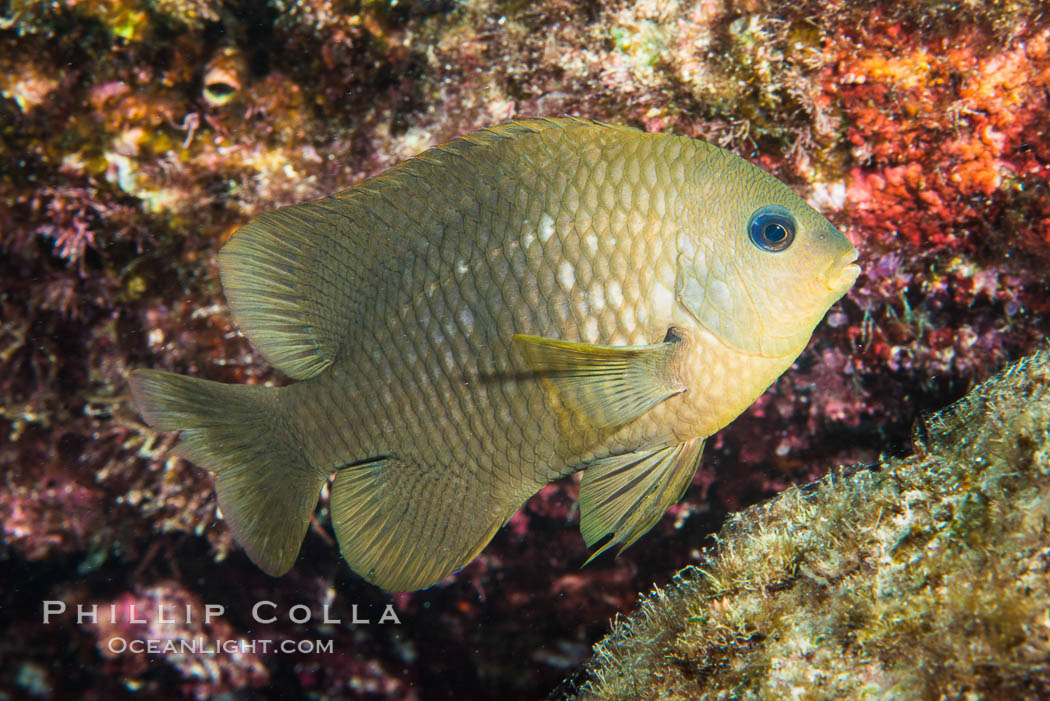 Cortez damselfish, Segastes rectifaenum, Sea of Cortez, Mexico. Isla San Diego, Baja California, natural history stock photograph, photo id 33596