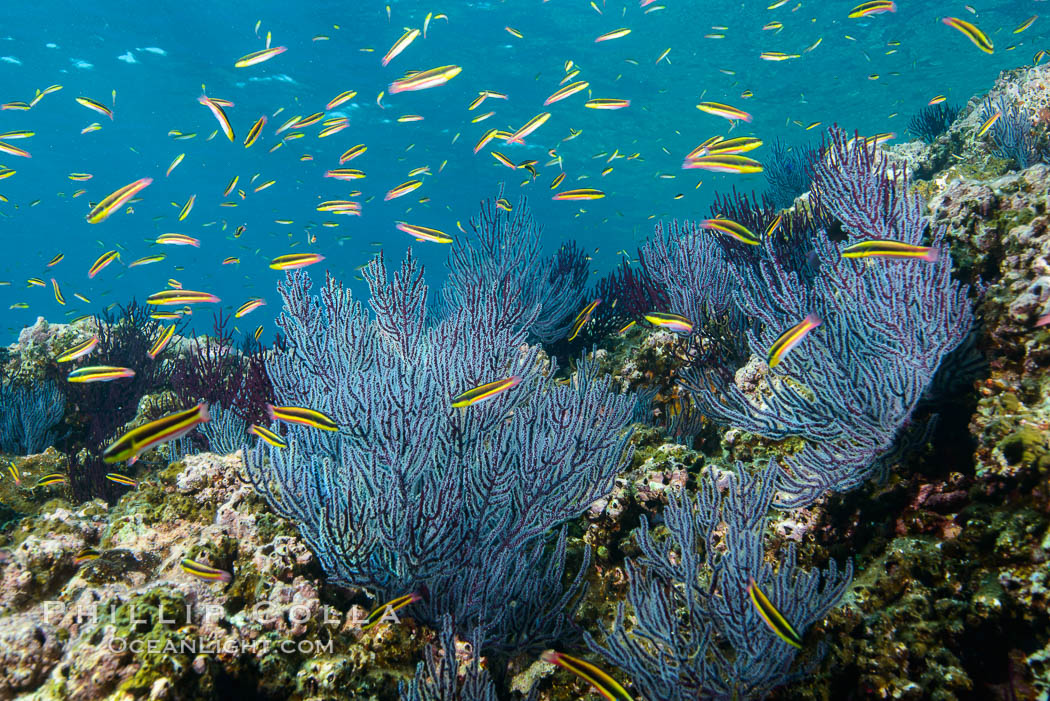 Cortez rainbow wrasse schooling over reef in mating display. La Reina, Baja California, Mexico, natural history stock photograph, photo id 32486