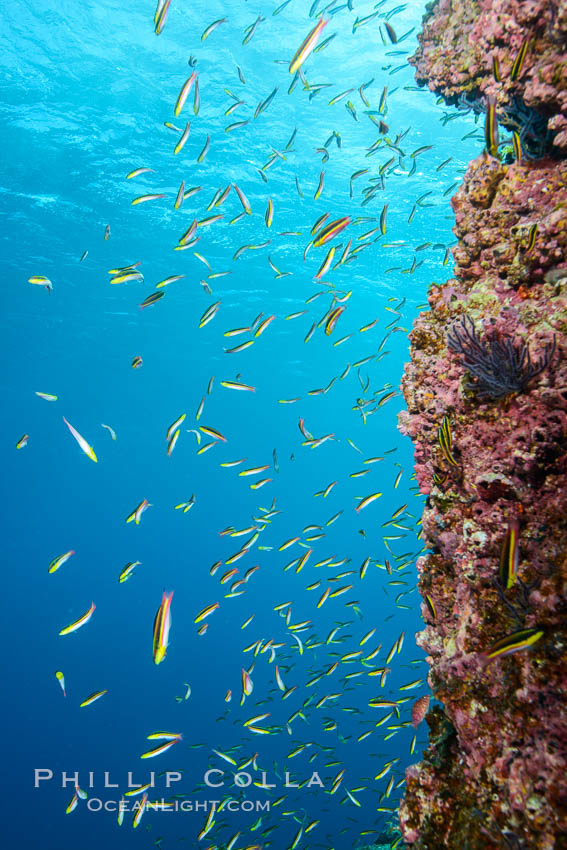 Cortez rainbow wrasse schooling over reef in mating display. Los Islotes, Baja California, Mexico, natural history stock photograph, photo id 32578