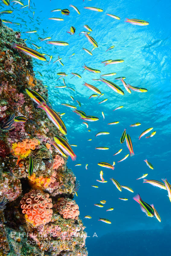 Cortez rainbow wrasse schooling over reef in mating display. Los Islotes, Baja California, Mexico, natural history stock photograph, photo id 32579