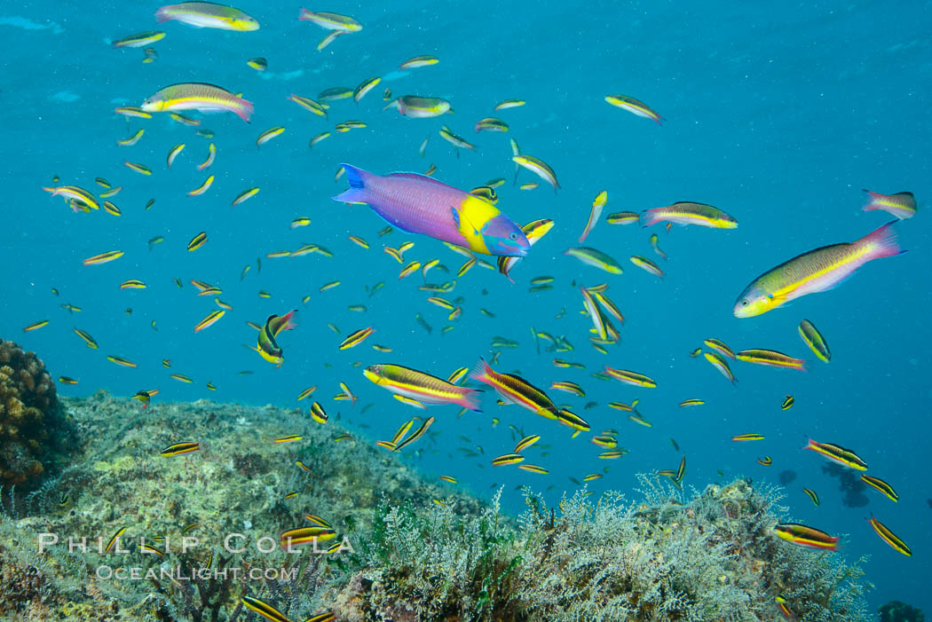 Cortez rainbow wrasse schooling over reef in mating display. Baja California, Mexico, natural history stock photograph, photo id 32477