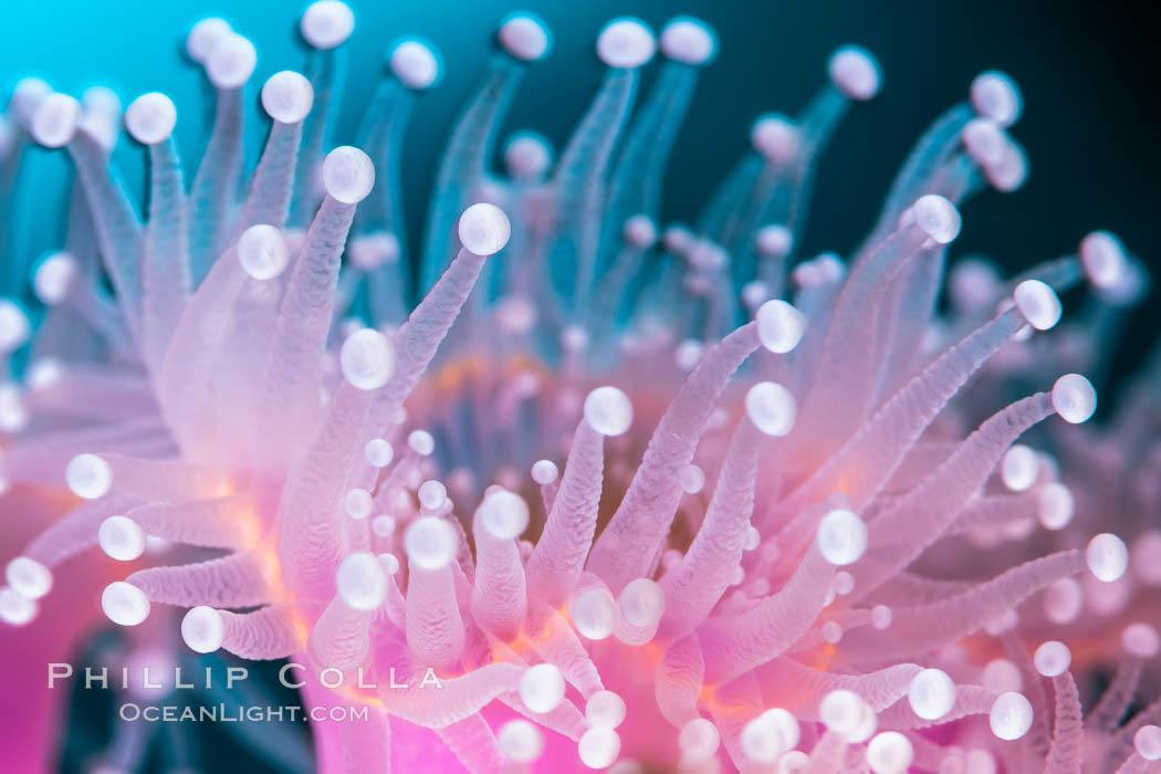Corynactis anemone polyp, a corallimorph, extends its arms into passing ocean currents to catch food, Corynactis californica