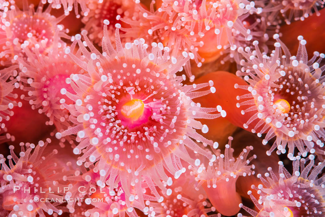 Corynactis anemone polyp, a corallimorph, extends its arms into passing ocean currents to catch food., Corynactis californica, natural history stock photograph, photo id 35076