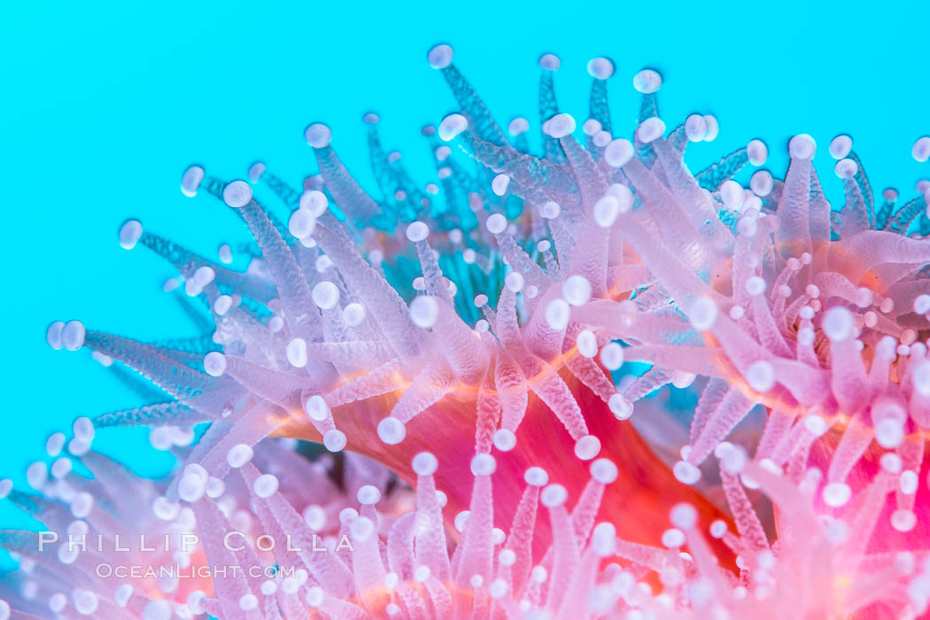 Corynactis anemone polyp, a corallimorph, extends its arms into passing ocean currents to catch food, Corynactis californica Corynactis anemone polyp, a corallimorph, extends its arms into passing ocean currents to catch food, Corynactis californica