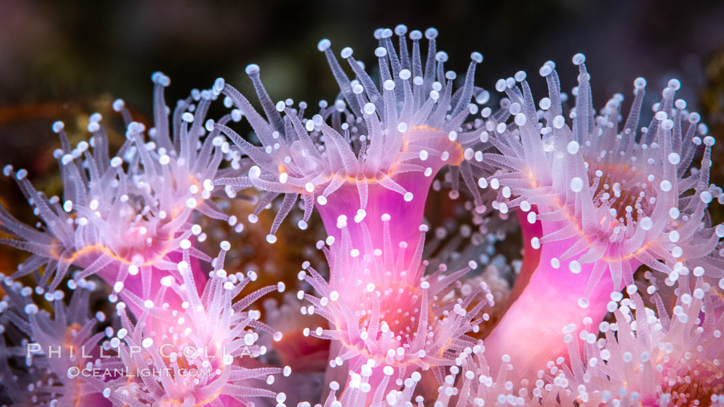 Corynactis anemone polyp, a corallimorph, extends its arms into passing ocean currents to catch food, Corynactis californica Corynactis anemone polyp, a corallimorph, extends its arms into passing ocean currents to catch food, Corynactis californica