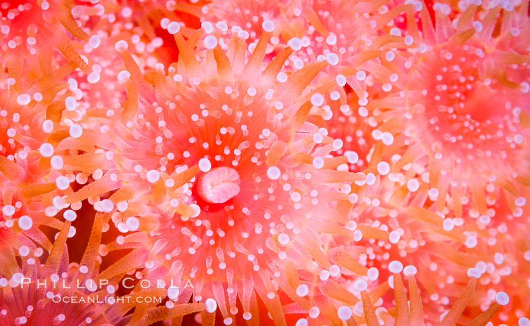 A corynactis anemone polyp, Corynactis californica is a corallimorph found in genetically identical clusters, club-tipped anemone. San Diego, California, USA, Corynactis californica, natural history stock photograph, photo id 33458