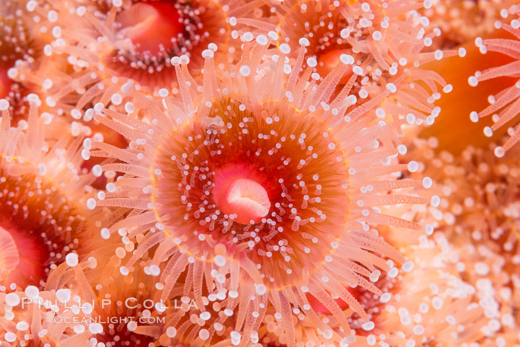 A corynactis anemone polyp, Corynactis californica is a corallimorph found in genetically identical clusters, club-tipped anemone. San Diego, California, USA, Corynactis californica, natural history stock photograph, photo id 33462