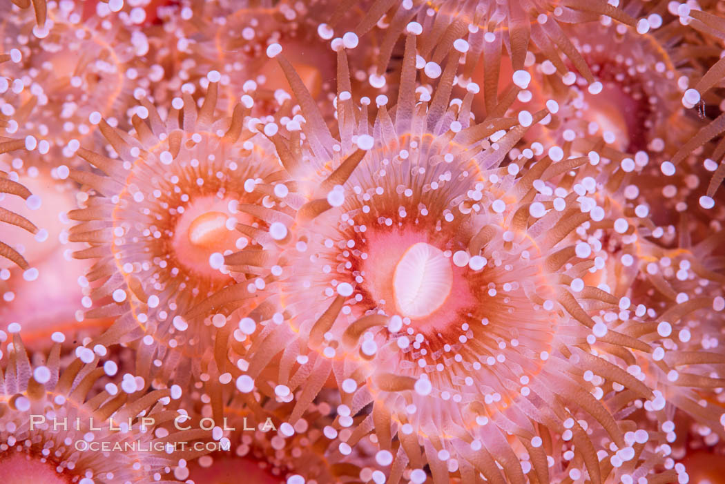 A corynactis anemone polyp, Corynactis californica is a corallimorph found in genetically identical clusters, club-tipped anemone. San Diego, California, USA, Corynactis californica, natural history stock photograph, photo id 33466