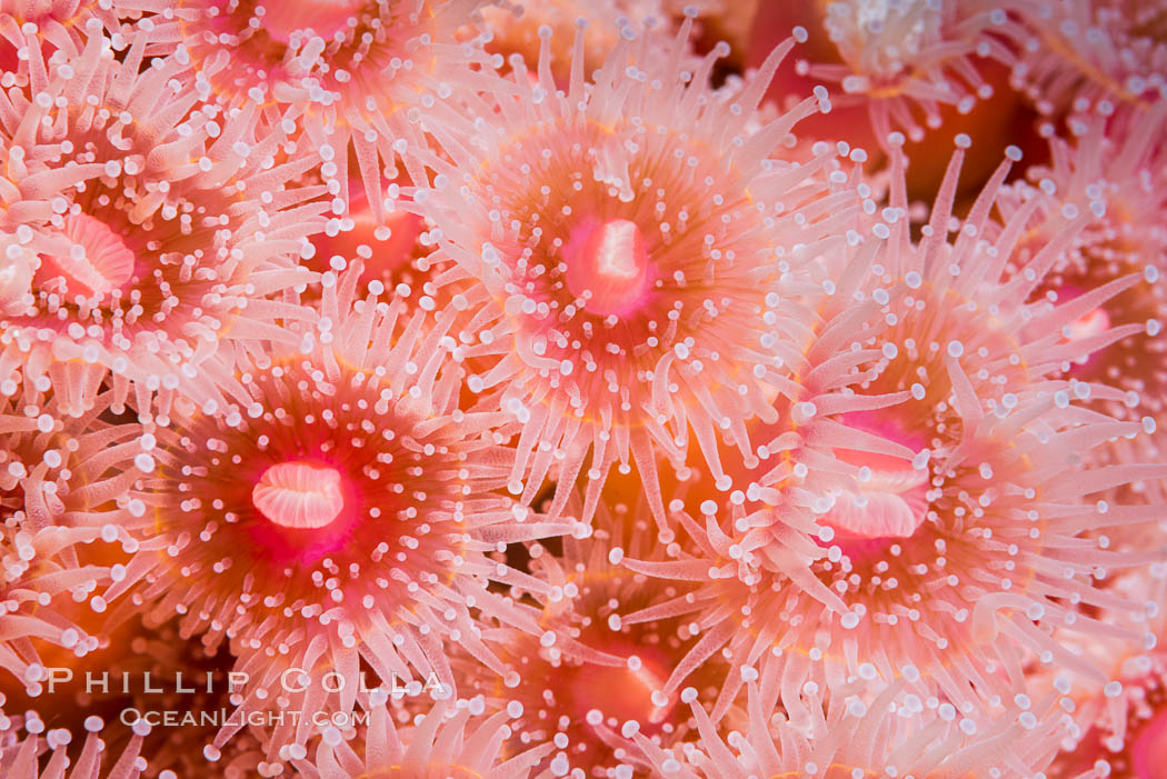 A corynactis anemone polyp, Corynactis californica is a corallimorph found in genetically identical clusters, club-tipped anemone. San Diego, California, USA, Corynactis californica, natural history stock photograph, photo id 33470