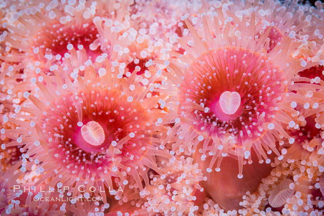 A corynactis anemone polyp, Corynactis californica is a corallimorph found in genetically identical clusters, club-tipped anemone. San Diego, California, USA, Corynactis californica, natural history stock photograph, photo id 33460