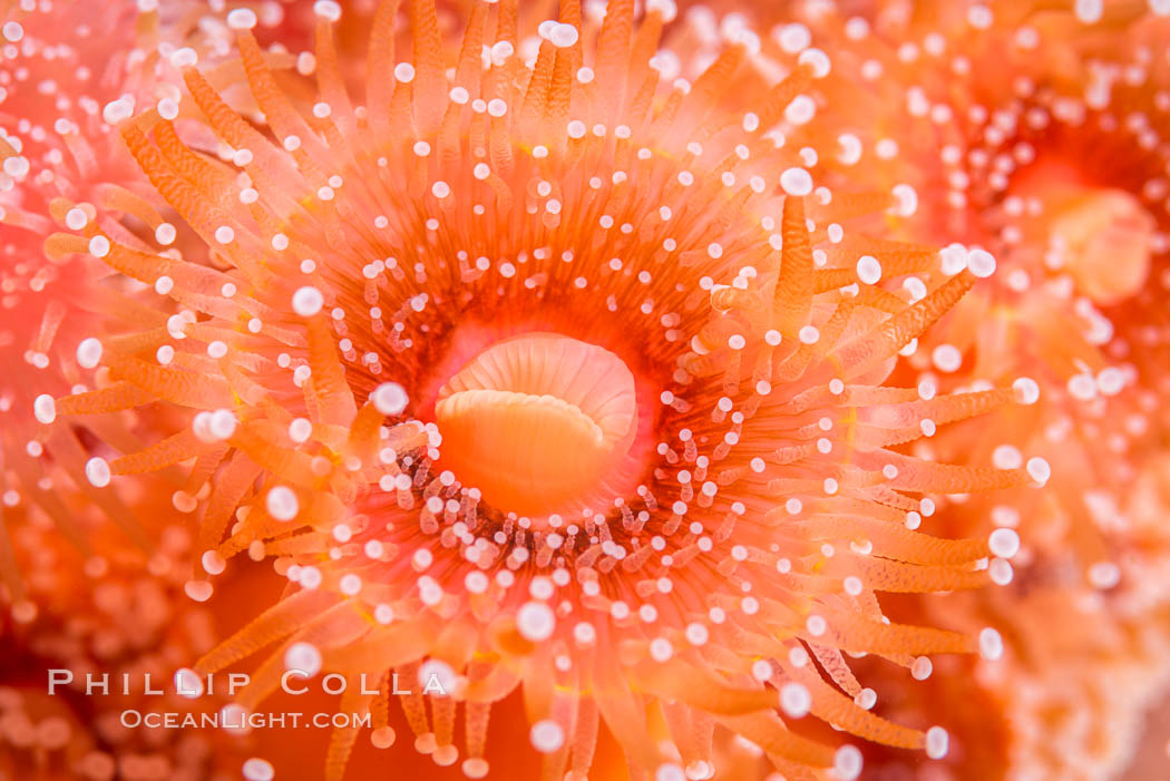 A corynactis anemone polyp, Corynactis californica is a corallimorph found in genetically identical clusters, club-tipped anemone. San Diego, California, USA, Corynactis californica, natural history stock photograph, photo id 33464