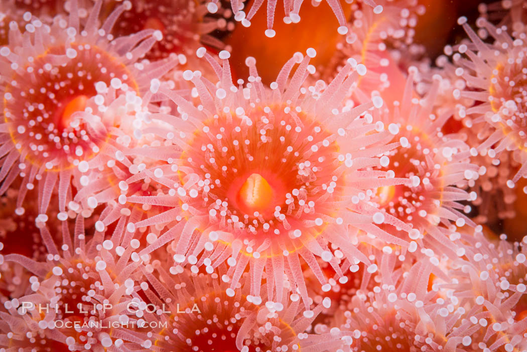 A corynactis anemone polyp, Corynactis californica is a corallimorph found in genetically identical clusters, club-tipped anemone. San Diego, California, USA, Corynactis californica, natural history stock photograph, photo id 33468