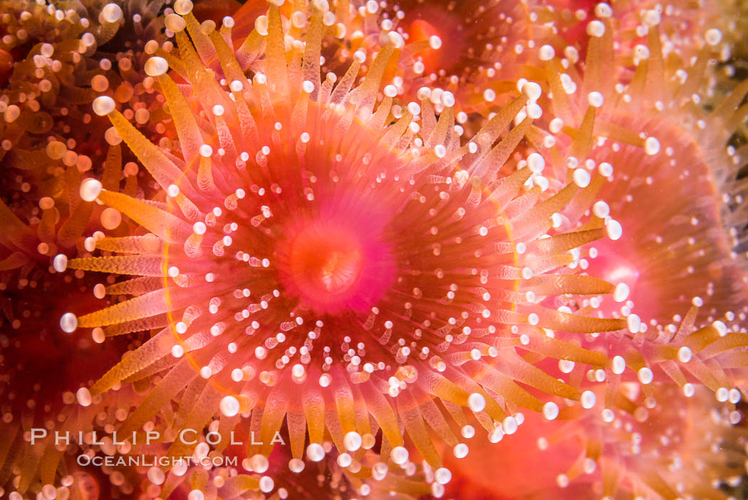 Corynactis anemone polyp, a corallimorph, extends its arms into passing ocean currents to catch food. San Diego, California, USA, natural history stock photograph, photo id 34208
