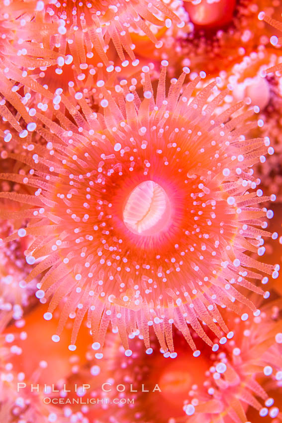 A corynactis anemone polyp, Corynactis californica is a corallimorph found in genetically identical clusters, club-tipped anemone. San Diego, California, USA, Corynactis californica, natural history stock photograph, photo id 33459