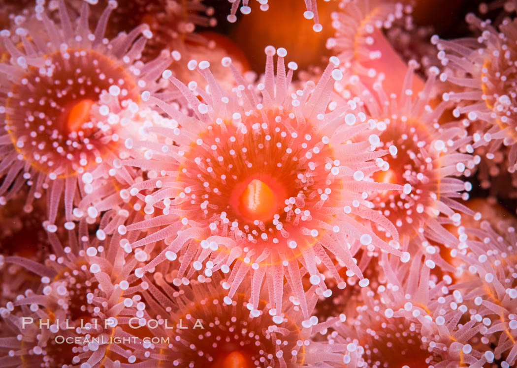 A corynactis anemone polyp, Corynactis californica is a corallimorph found in genetically identical clusters, club-tipped anemone. San Diego, California, USA, Corynactis californica, natural history stock photograph, photo id 33463