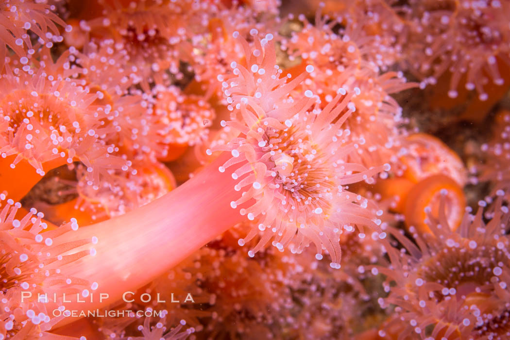 A corynactis anemone polyp, Corynactis californica is a corallimorph found in genetically identical clusters, club-tipped anemone. San Diego, California, USA, Corynactis californica, natural history stock photograph, photo id 33467