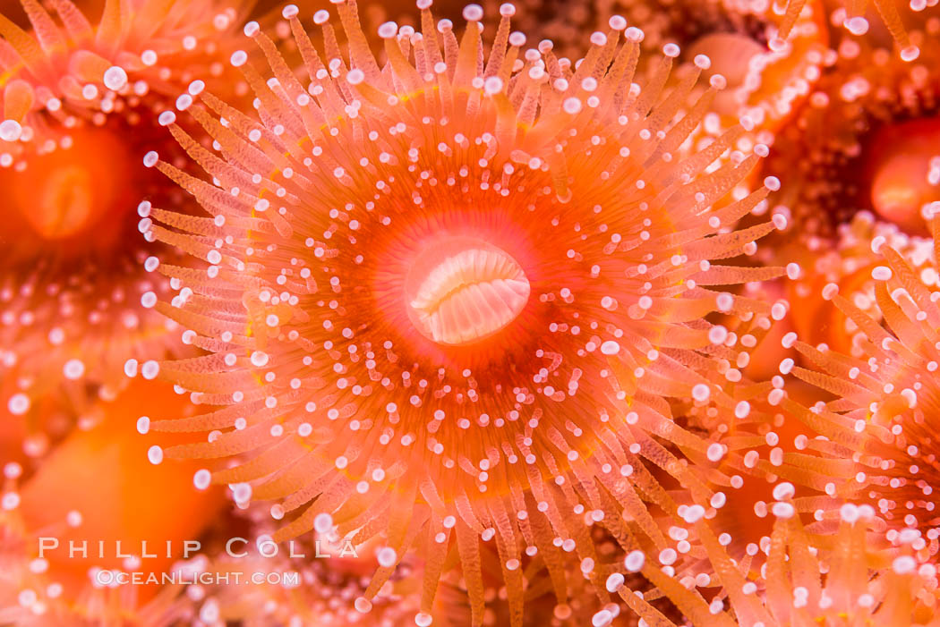 A corynactis anemone polyp, Corynactis californica is a corallimorph found in genetically identical clusters, club-tipped anemone. San Diego, California, USA, Corynactis californica, natural history stock photograph, photo id 33471