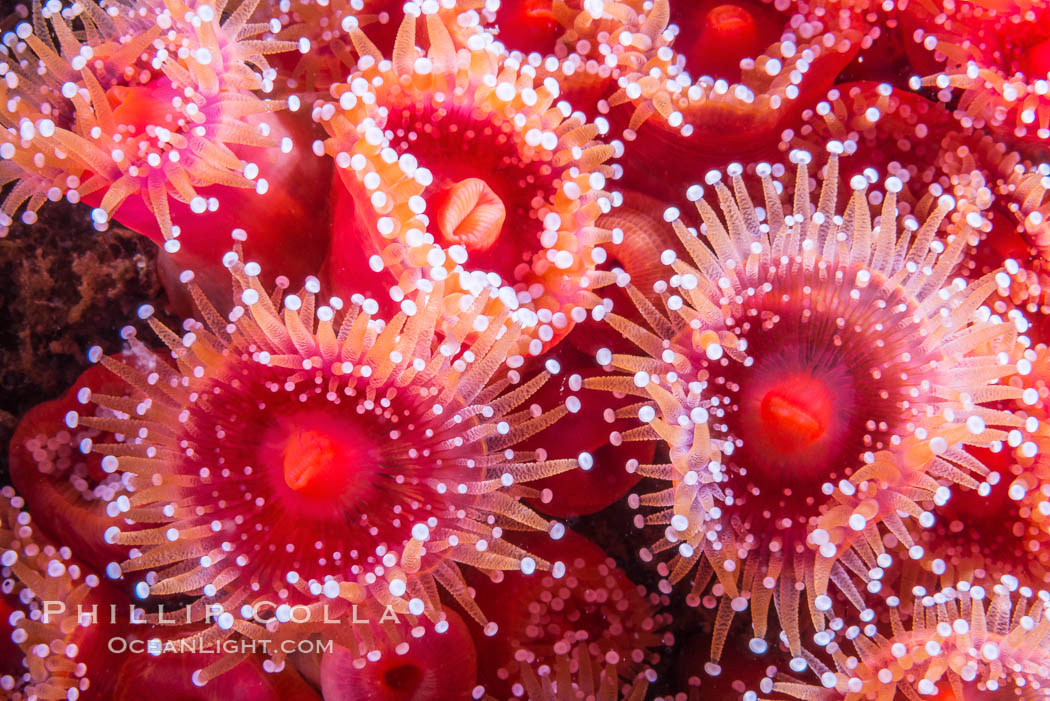 Corynactis anemone polyp, a corallimorph, extends its arms into passing ocean currents to catch food. San Diego, California, USA, natural history stock photograph, photo id 34207