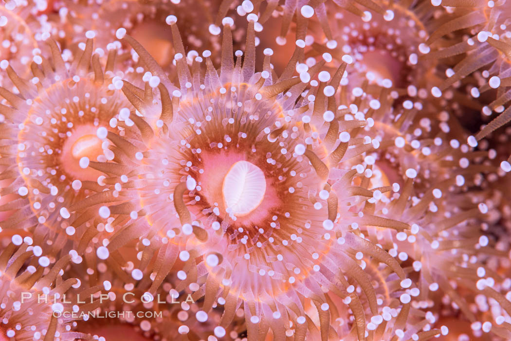 A corynactis anemone polyp, Corynactis californica is a corallimorph found in genetically identical clusters, club-tipped anemone, Corynactis californica, San Diego, California A corynactis anemone polyp, Corynactis californica is a corallimorph found in genetically identical clusters, club-tipped anemone, Corynactis californica, San Diego, California