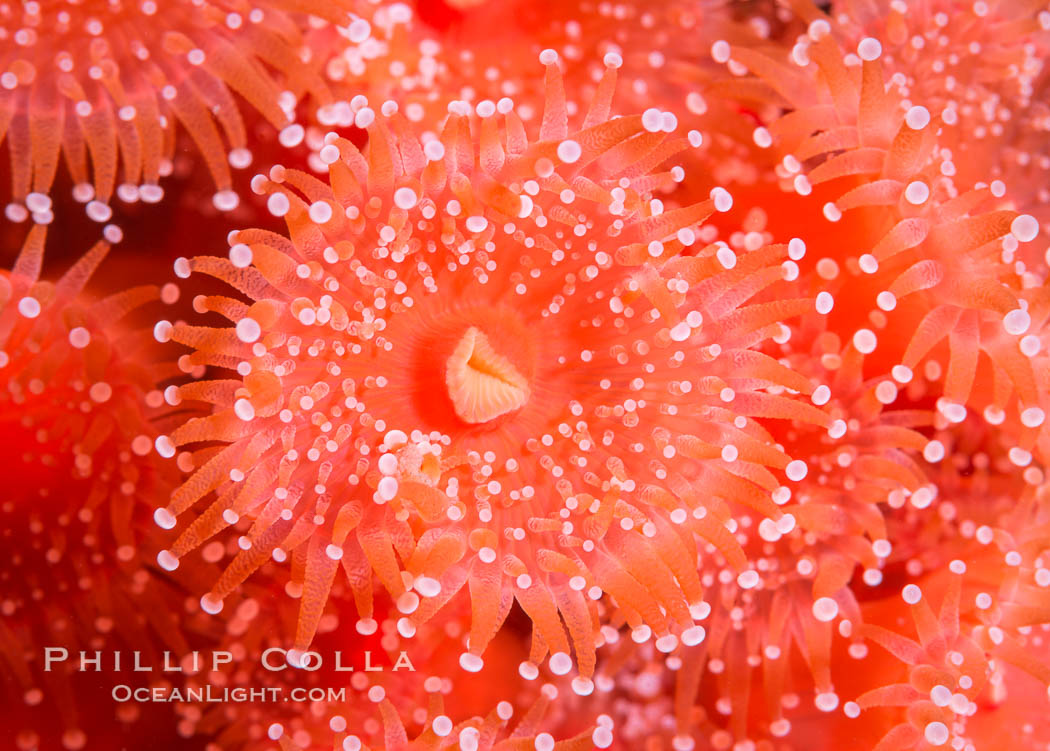 A corynactis anemone polyp, Corynactis californica is a corallimorph found in genetically identical clusters, club-tipped anemone. San Diego, California, USA, Corynactis californica, natural history stock photograph, photo id 33461