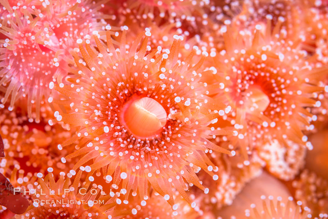 A corynactis anemone polyp, Corynactis californica is a corallimorph found in genetically identical clusters, club-tipped anemone. San Diego, California, USA, Corynactis californica, natural history stock photograph, photo id 33469
