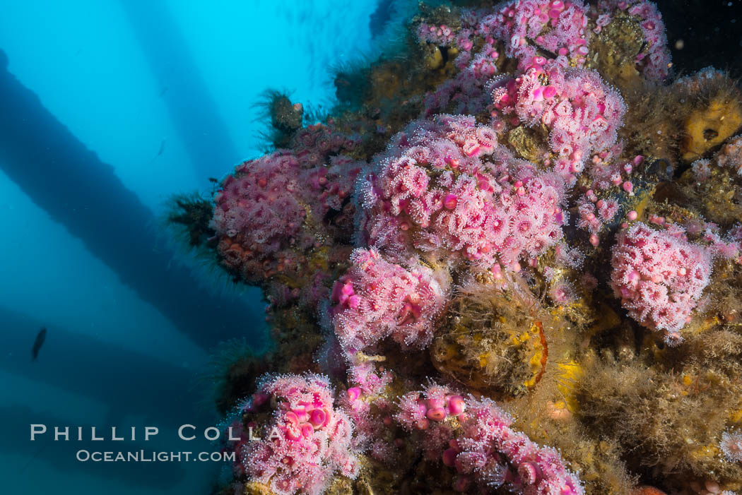 Corynactis anemones on Oil Rig Elly underwater structure. Long Beach, California, USA, Corynactis californica, natural history stock photograph, photo id 31131