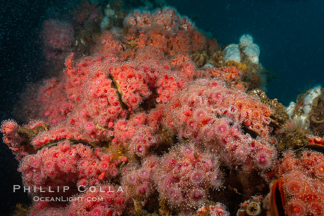 Corynactis anemones on Oil Rig Elly underwater structure, Corynactis californica, Long Beach, California