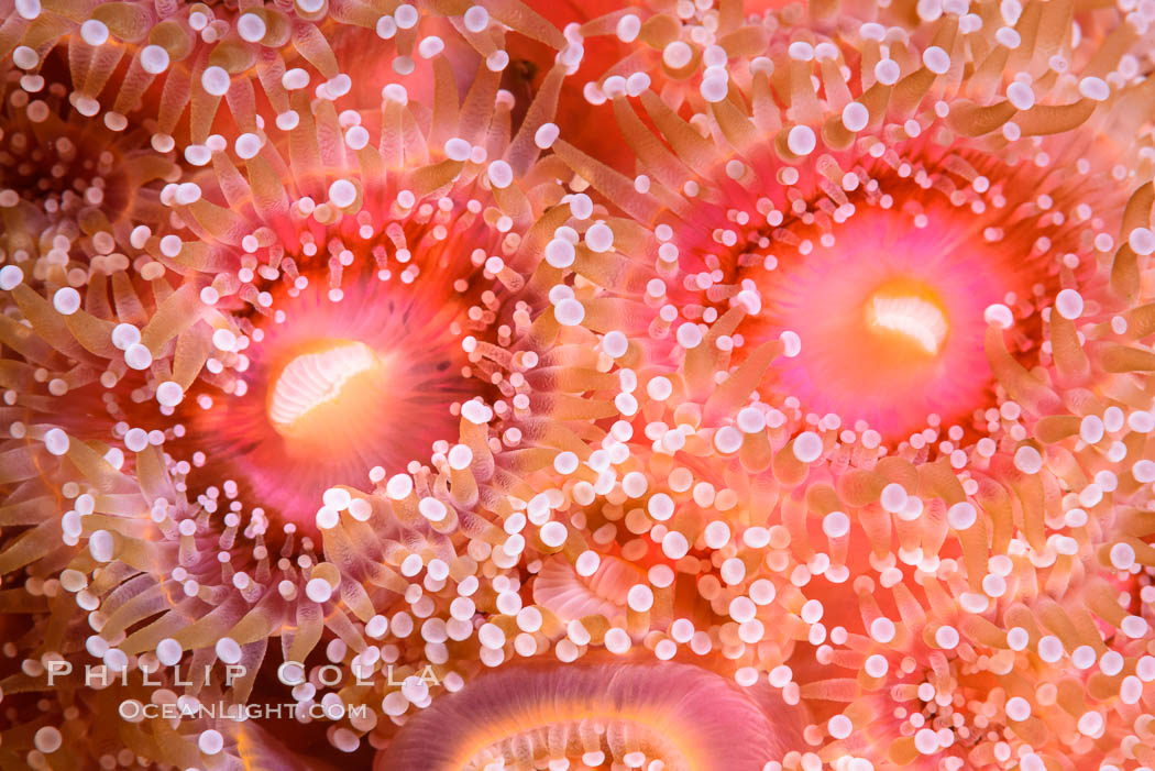 Corynactis anemone polyp, a corallimorph,  extends its arms into passing ocean currents to catch food. San Diego, California, USA, Corynactis californica, natural history stock photograph, photo id 33478