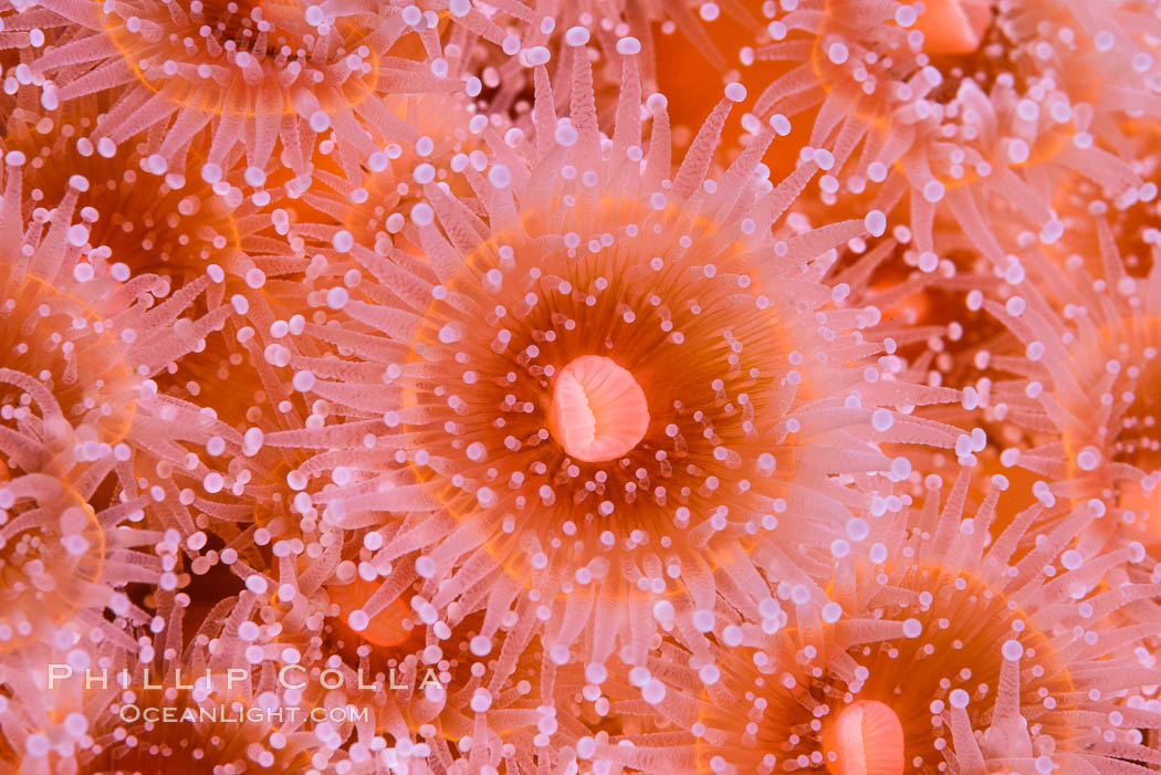 Corynactis anemone polyp, a corallimorph,  extends its arms into passing ocean currents to catch food. San Diego, California, USA, Corynactis californica, natural history stock photograph, photo id 33486