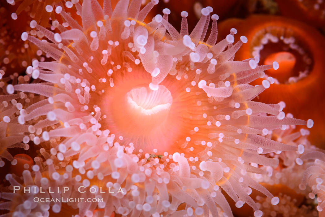 Corynactis anemone polyp, a corallimorph,  extends its arms into passing ocean currents to catch food. San Diego, California, USA, Corynactis californica, natural history stock photograph, photo id 33472