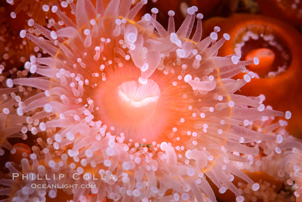 Corynactis anemone polyp, a corallimorph,  extends its arms into passing ocean currents to catch food, Corynactis californica, San Diego, California