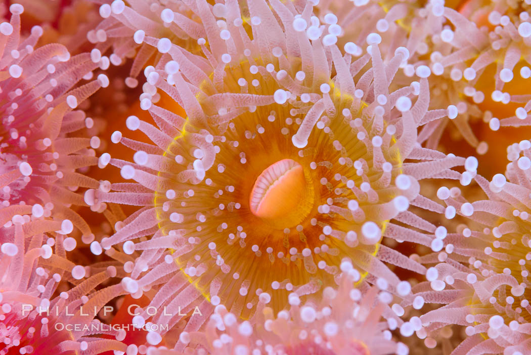 Corynactis anemone polyp, a corallimorph,  extends its arms into passing ocean currents to catch food, Corynactis californica, San Diego, California