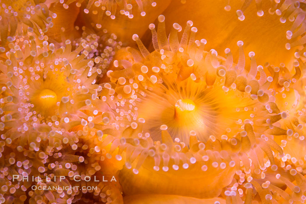 Corynactis anemone polyp, a corallimorph,  extends its arms into passing ocean currents to catch food, Corynactis californica, San Diego, California