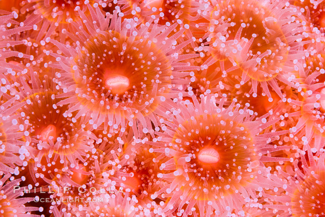 Corynactis anemone polyp, a corallimorph,  extends its arms into passing ocean currents to catch food. San Diego, California, USA, Corynactis californica, natural history stock photograph, photo id 33484