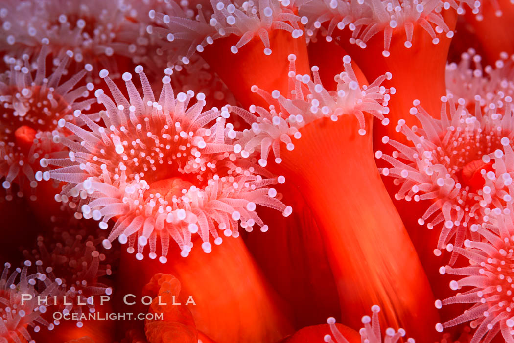 Corynactis anemone polyp, a corallimorph,  extends its arms into passing ocean currents to catch food, Corynactis californica, San Diego, California