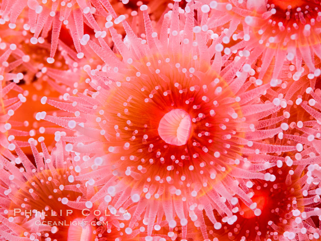 Corynactis anemone polyp, a corallimorph,  extends its arms into passing ocean currents to catch food. San Diego, California, USA, Corynactis californica, natural history stock photograph, photo id 33483