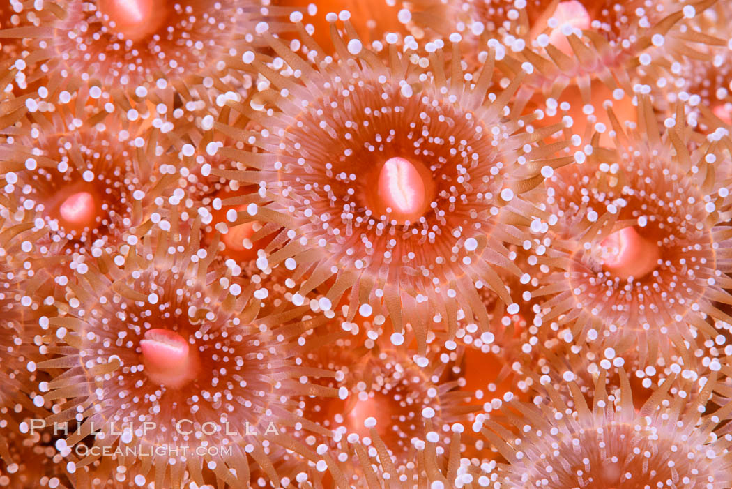 Corynactis anemone polyp, a corallimorph,  extends its arms into passing ocean currents to catch food. San Diego, California, USA, Corynactis californica, natural history stock photograph, photo id 33477
