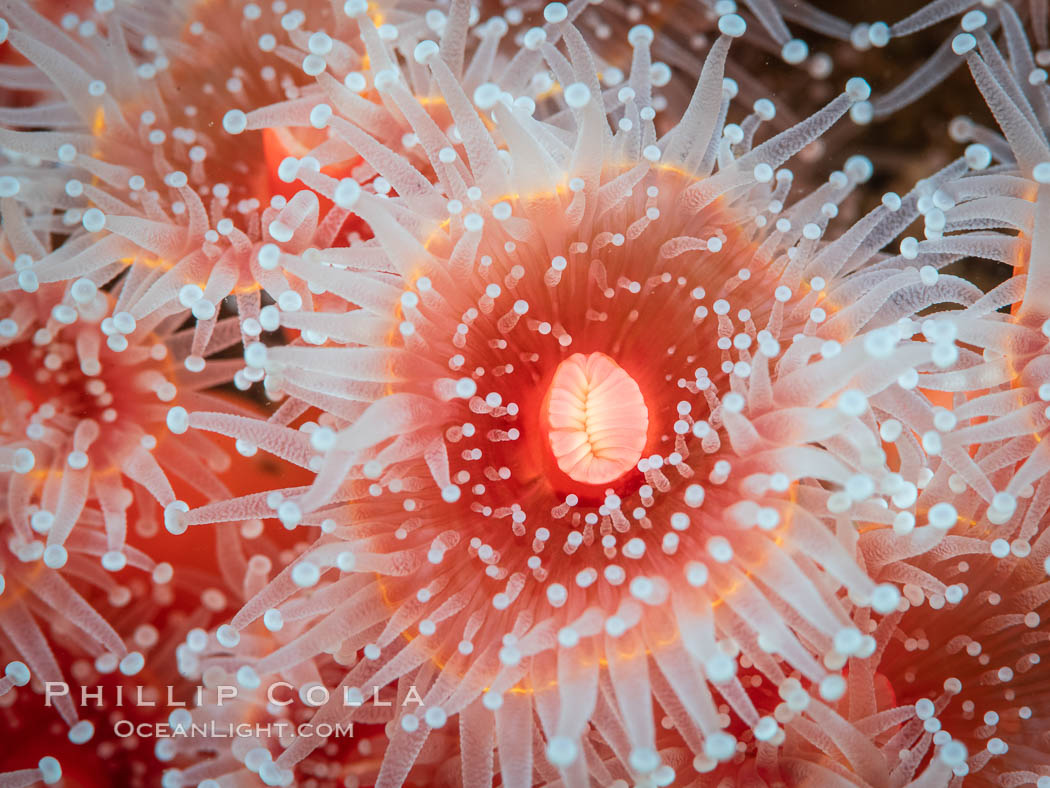 Corynactis anemone polyp, a corallimorph, extends its arms into passing ocean currents to catch food. San Diego, California, USA, Corynactis californica, natural history stock photograph, photo id 37285