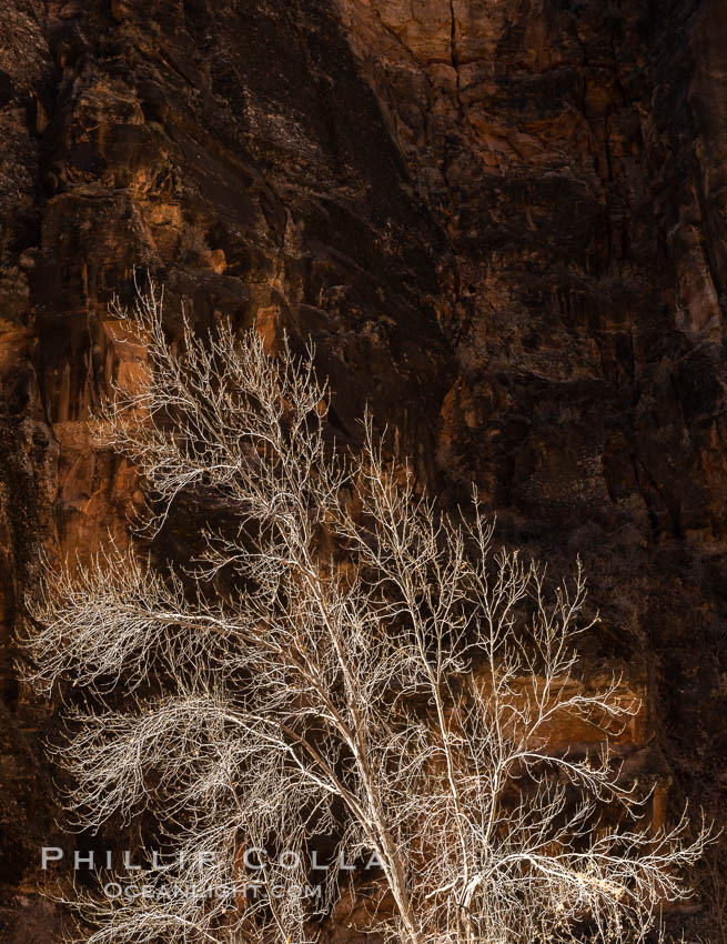 Fremont Cottonwood Tree in winter sillhouette against red Zion Canyon walls. Zion National Park, Utah, USA, natural history stock photograph, photo id 37792
