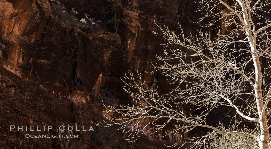 Fremont Cottonwood Tree in winter sillhouette against red Zion Canyon walls. Zion National Park, Utah, USA, natural history stock photograph, photo id 37793