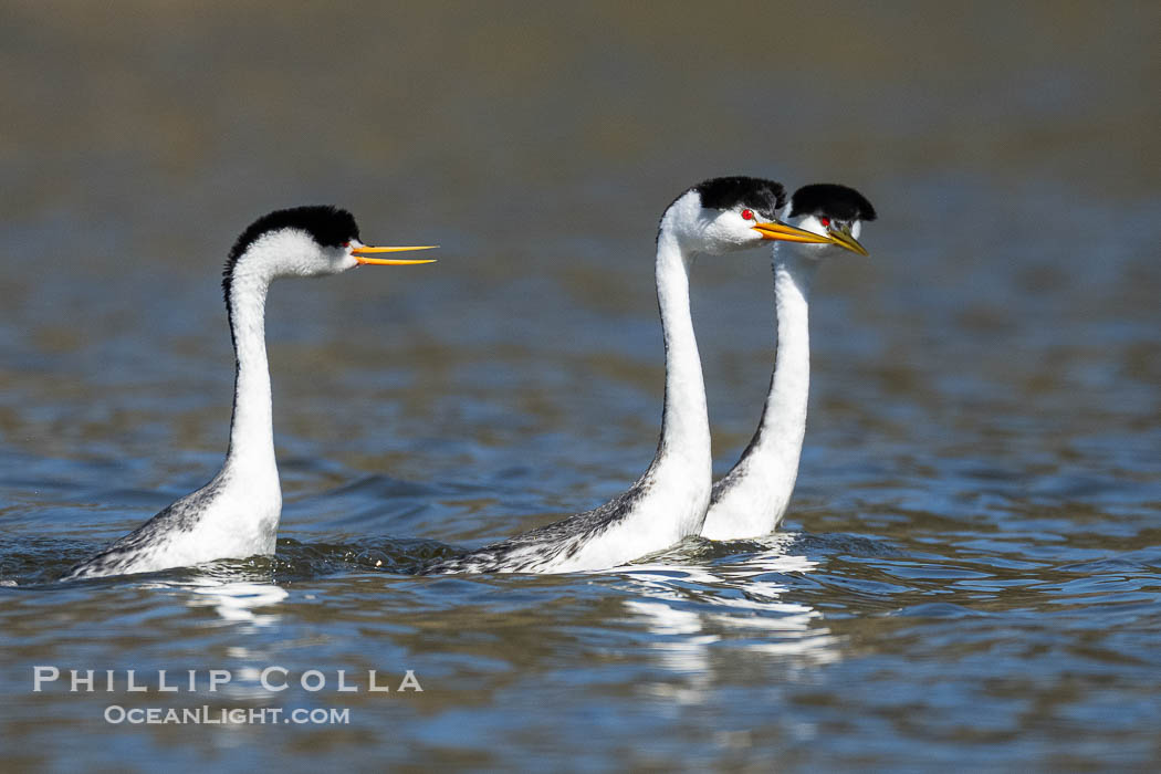 Courting Clark's Grebes on Lake Wohlford, Aechmophorus clarkii, Escondido, California Courting Clark's Grebes on Lake Wohlford, Aechmophorus clarkii, Escondido, California