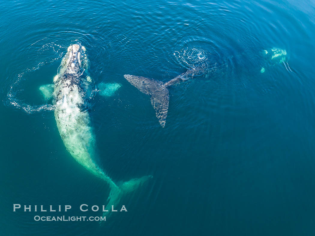 Courting group of southern right whales, aerial photo. Mating may occur as a result of this courting and social behavior.  The white whale seen here is a serious player named El Copulador (the copulator) and is often seen in mating and courting groups of southern right whales at Peninsula Valdes. His light coloration is an indication that he was a white calf, but he did not darken as he aged in the way most white southern right whale calves do. Puerto Piramides, Chubut, Argentina, Eubalaena australis, natural history stock photograph, photo id 38358