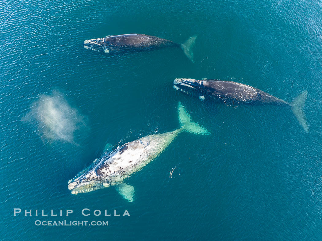 Courting group of southern right whales, aerial photo. Mating may occur as a result of this courting and social behavior.  The white whale seen here is a serious player named El Copulador (the copulator) and is often seen in mating and courting groups of southern right whales at Peninsula Valdes. His light coloration is an indication that he was a white calf, but he did not darken as he aged in the way most white southern right whale calves do. Puerto Piramides, Chubut, Argentina, Eubalaena australis, natural history stock photograph, photo id 38360