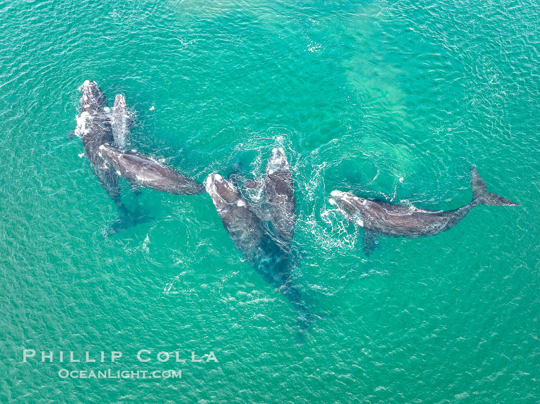 Courting group of southern right whales, aerial photo. Mating may occur as a result of this courting and social behavior, Eubalaena australis, Puerto Piramides, Chubut, Argentina