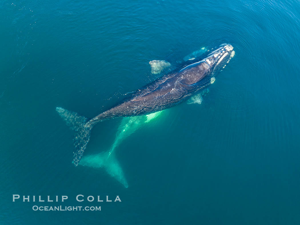 Courting group of southern right whales, aerial photo. Mating may occur as a result of this courting and social behavior.  The white whale seen here is a serious player named El Copulador (the copulator) and is often seen in mating and courting groups of southern right whales at Peninsula Valdes. His light coloration is an indication that he was a white calf, but he did not darken as he aged in the way most white southern right whale calves do. Puerto Piramides, Chubut, Argentina, Eubalaena australis, natural history stock photograph, photo id 38355