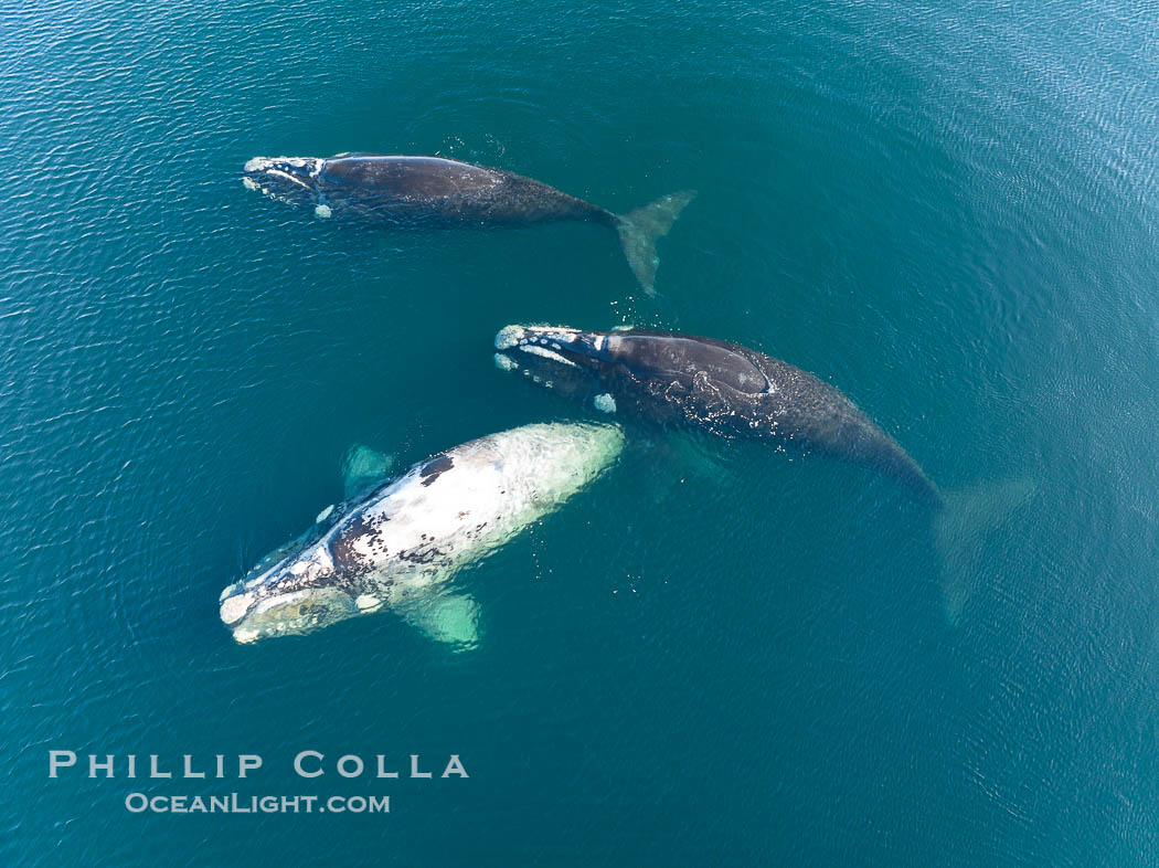 Courting group of southern right whales, aerial photo. Mating may occur as a result of this courting and social behavior.  The white whale seen here is a serious player named El Copulador (the copulator) and is often seen in mating and courting groups of southern right whales at Peninsula Valdes. His light coloration is an indication that he was a white calf, but he did not darken as he aged in the way most white southern right whale calves do. Puerto Piramides, Chubut, Argentina, Eubalaena australis, natural history stock photograph, photo id 38359