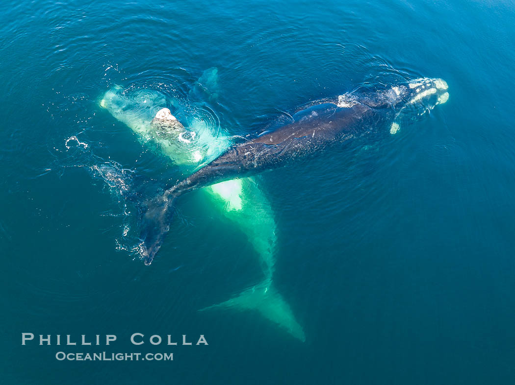Courting group of southern right whales, aerial photo. Mating may occur as a result of this courting and social behavior.  The white whale seen here is a serious player named El Copulador (the copulator) and is often seen in mating and courting groups of southern right whales at Peninsula Valdes. His light coloration is an indication that he was a white calf, but he did not darken as he aged in the way most white southern right whale calves do. Puerto Piramides, Chubut, Argentina, Eubalaena australis, natural history stock photograph, photo id 38357