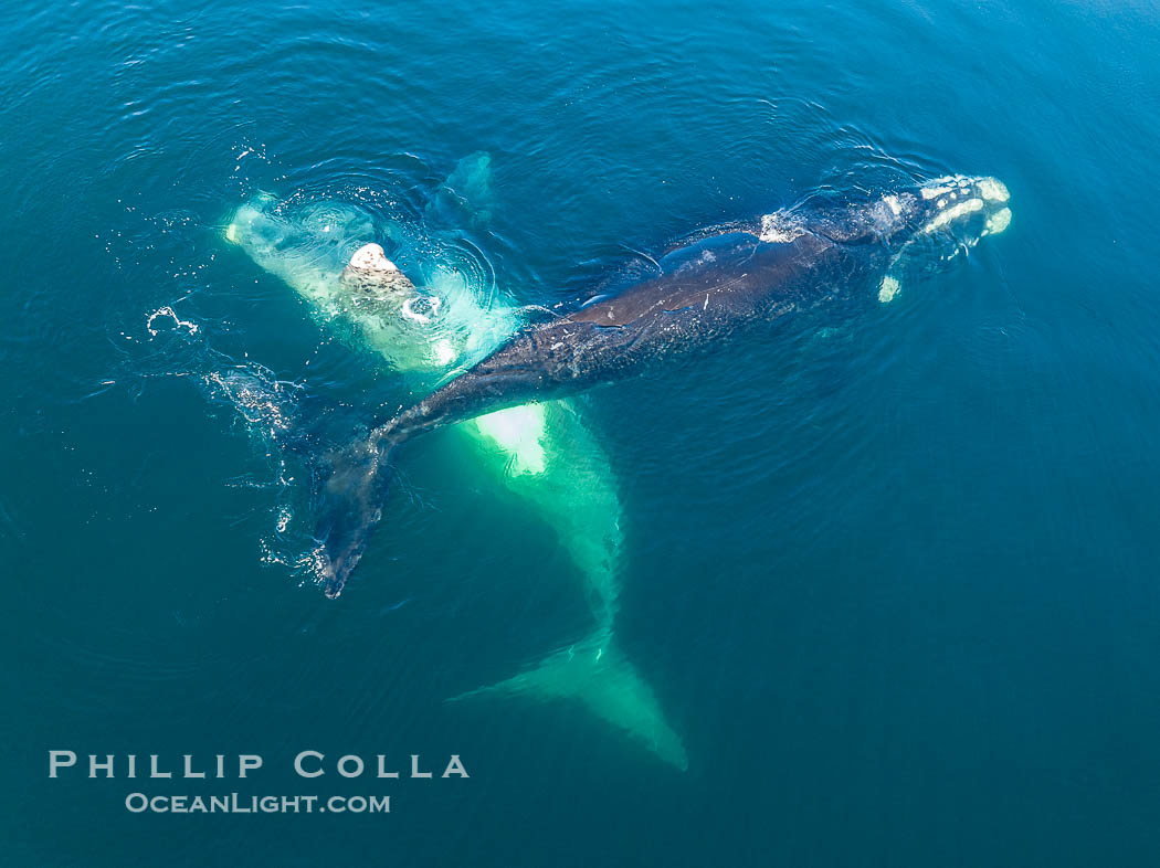 Courting group of southern right whales, aerial photo. Mating may occur as a result of this courting and social behavior.  The white whale seen here is a serious player named El Copulador (the copulator) and is often seen in mating and courting groups of southern right whales at Peninsula Valdes. His light coloration is an indication that he was a white calf, but he did not darken as he aged in the way most white southern right whale calves do, Eubalaena australis, Puerto Piramides, Chubut, Argentina