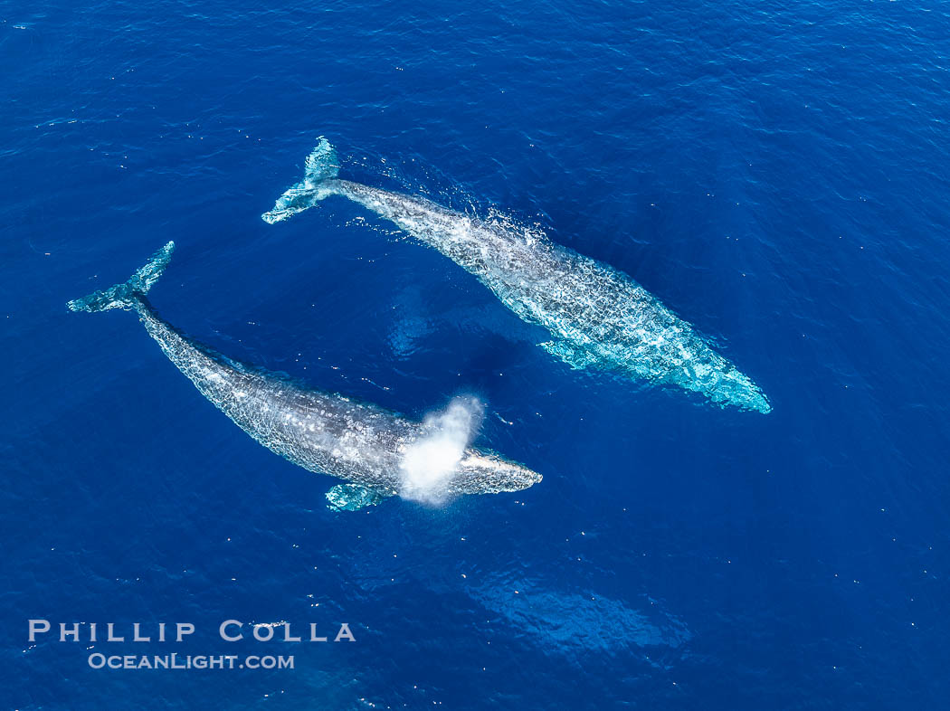 Courting Pair of Gray Whales, Aerial Photo, San Diego. Courtship during the southern migration, far to the north of the Mexican lagoons of Baja California where most gray whale births take place., Eschrichtius robustus, natural history stock photograph, photo id 41523